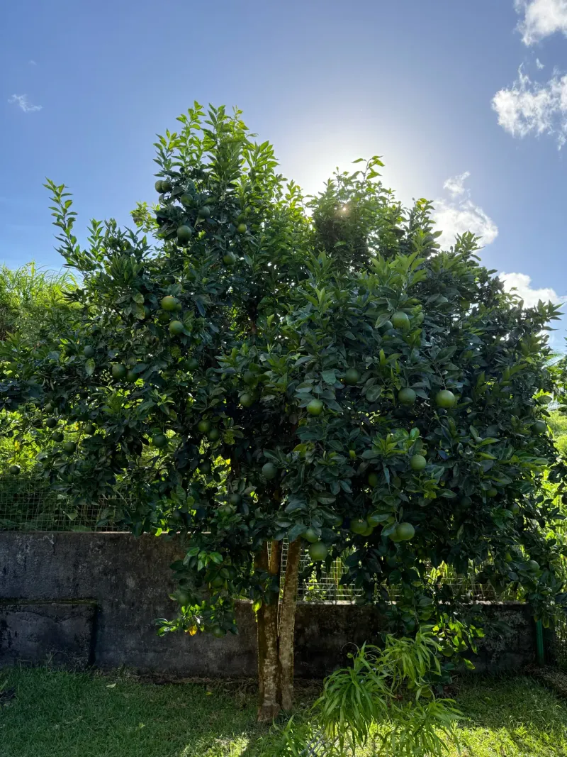 Bigarades sur le pied jardin Villa Bigaradier Sainte-Rose