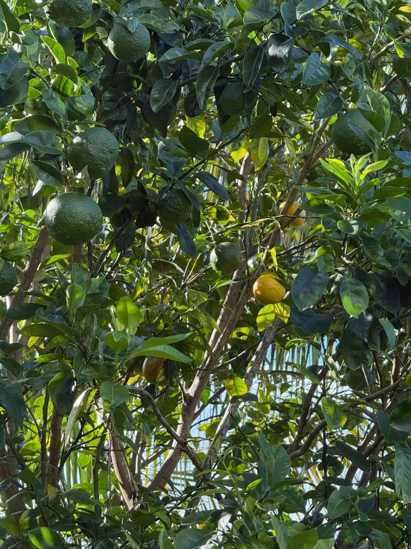 Grenadier jardin tropical Villa Bigaradier Sainte-Rose