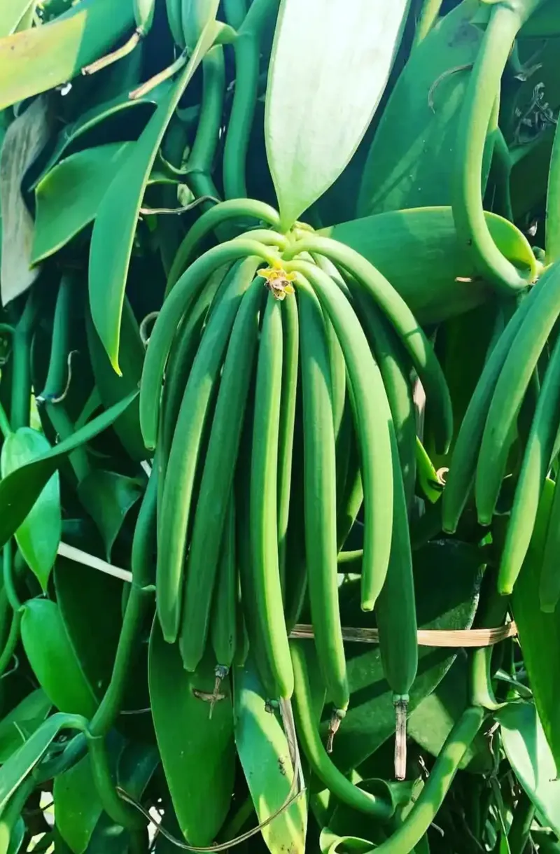 Plantation de vanille Sainte-Rose île de la Réunion